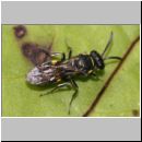 Nysson trimaculatus - Grabwespe 01a 6mm OS-Hasbergen Lehmhuegel.jpg